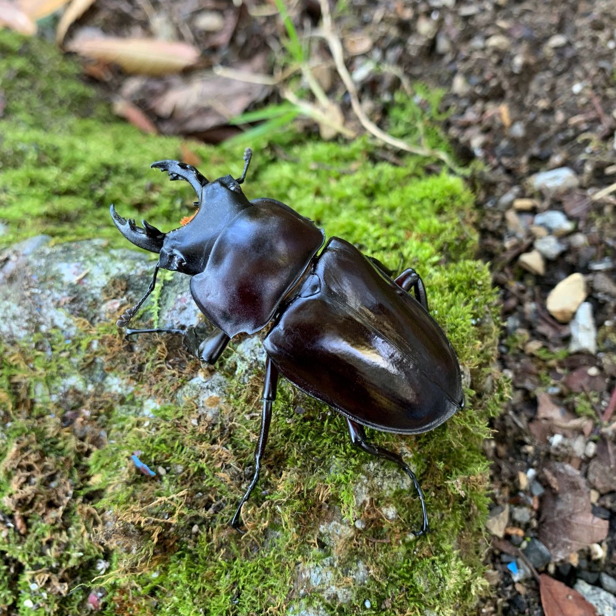 THYbeetles's tweet photo. 2022.08.30
Neolucanus maximus vendli
大圓翅鍬形蟲
-
桃園|復興(Fuhsing District)
📷:iPhone XR
——————————————————
#thybeetles
#insects #beetles #stagbeetle
#Neolucanus #Neolucanusmaximusvendli
#大圓翅鍬形蟲 #甲蟲 #昆蟲 #鍬形蟲
#オオマルバネクワガタ #生態攝影 #攝影 https://t.co/voeDpbWHJE