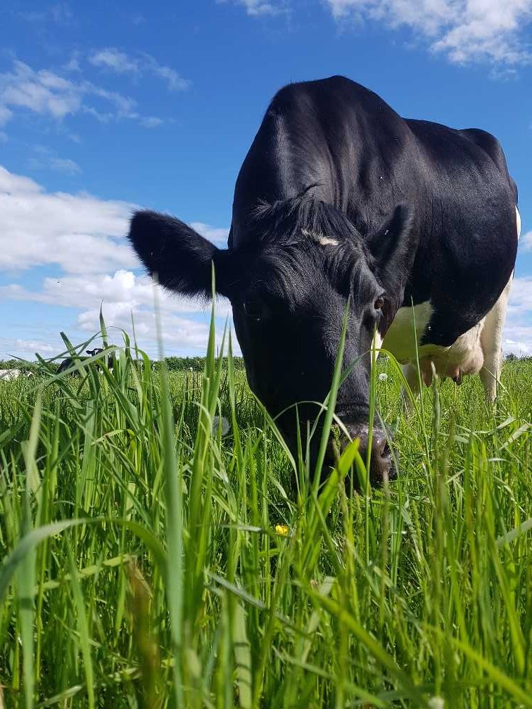 wictonfarm's tweet photo. Free Milk Monday! Today from 10am until 6pm you can come and get free milk from the vending machine. This is our way of saying thank you to everyone who has supported us. Life is not always easy so come and say hello and enjoy some delicious fresh milk #milkbot #organic https://t.co/rr8baMNiFB