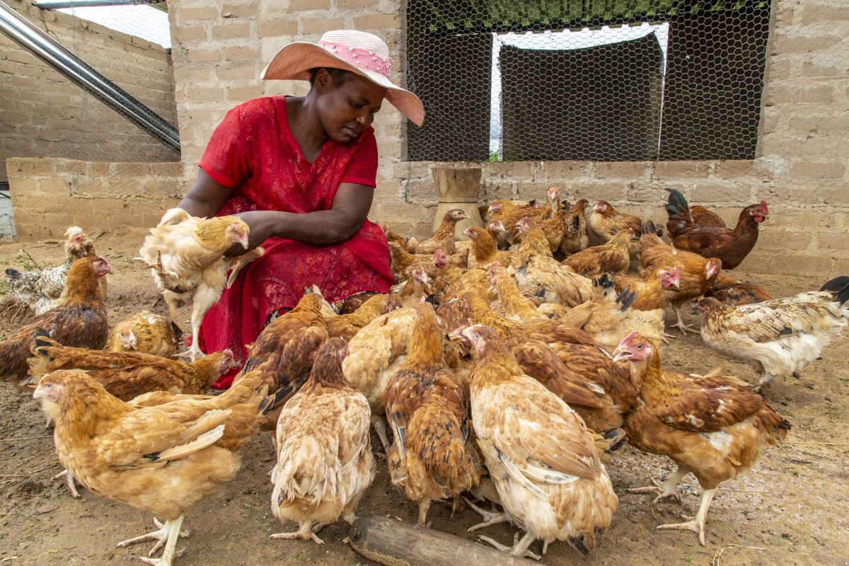 WHH Zimbabwe Welthungerhilfe tweet media