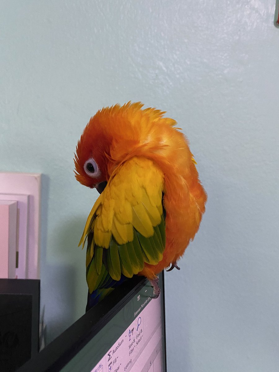 KapongPANGpong's tweet photo. Baiboon Bird Hotel (Tweet)
#รับฝากสัตว์เลี้ยง #โรงแรมสัตว์เลี้ยง 
#รับฝาก #นก #หนู #งู #กระต่าย
#ราคาย่อมเยา เพราะเราอยากเลี้ยงเอง
แต่แฟนไม่ให้เลี้ยงงงง
ติดต่อ 090-978-7825 (แป้ง)                    #แลกไอจี #ราคาทอง https://t.co/iBRGgVXxzv