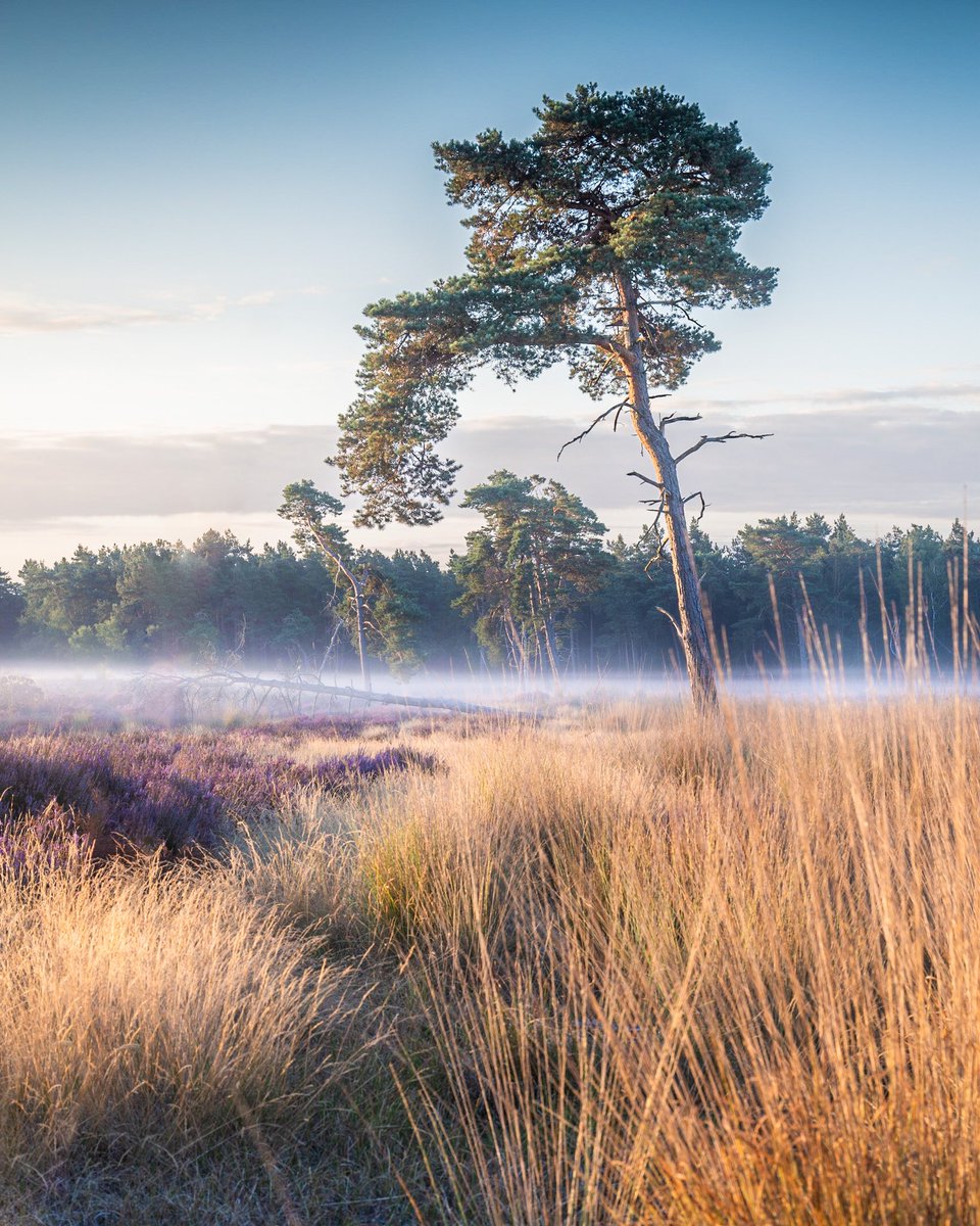 A misty sunrise with blooming heather. #landscapephotography #mistymorning #sunrise #photography