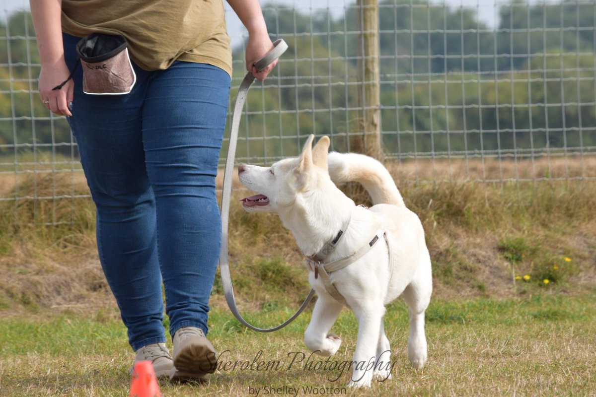 Contented Canines Middlewich (@contentedcanin2) on Twitter photo Would you like to join our classes held at Safe & Hound, Byley? #Cheshire #Middlewich #Sandbach #Knutsford <a href="/TheGoodDogGuide/">The Good Dog Guide</a> contentedcaninesuk@gmail.com
Forcefreedogtraining.co.uk Would you like to join our classes held at Safe & Hound, Byley? #Cheshire #Middlewich #Sandbach #Knutsford <a href="/TheGoodDogGuide/">The Good Dog Guide</a> contentedcaninesuk@gmail.com
Forcefreedogtraining.co.uk