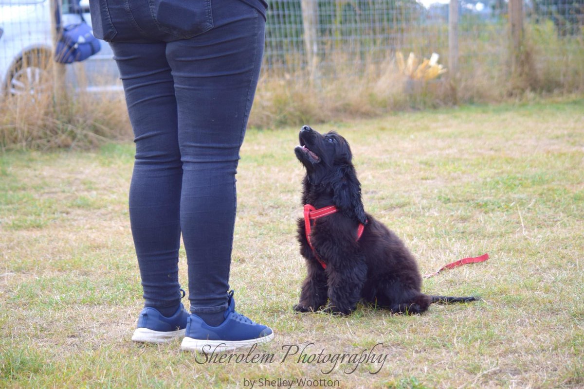 ContentedCanin2's tweet photo. Would you like to join our classes held at Safe &amp; Hound, Byley? #Cheshire #Middlewich #Sandbach #Knutsford @TheGoodDogGuide contentedcaninesuk@gmail.com
https://t.co/wplnAghlCO https://t.co/sRD2EolQH5