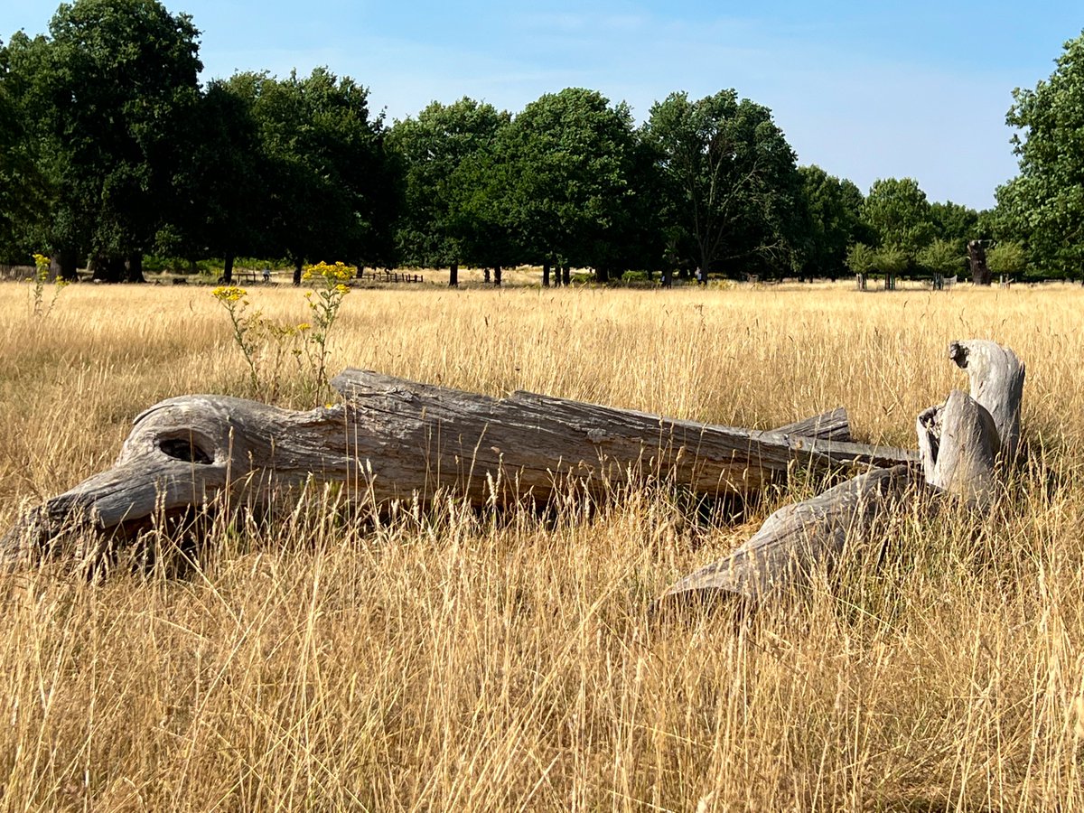 TiCLme's tweet photo. A carcass lying on the savannah will be quickly stripped by scavengers 

#TreeSafari @TiCLme @AncientTreesATF @theroyalparks @FRPTweets @arborsmarty @keeper_of_books @TheTreeCouncil @LondonLEEF @WoodlandTrust @CoedCadw @thetreehunter 

https://t.co/m8ASMY5iLa https://t.co/EqJwPBHgaW