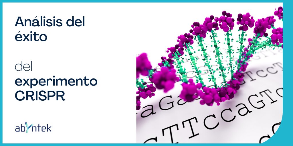 Abyntek's tweet photo. ¿Cómo podemos averiguar si un experimento #CRISPR 🧬 ha tenido éxito?

Existen diferentes maneras de comprobar que el experimento CRISPR ha sido exitoso.

Te lo explicamos en el nuevo post del #blog de @Abyntek Biopharma ¡No te lo pierdas! 📰 https://t.co/MTyrq6PMVp https://t.co/9tuxNx05tB