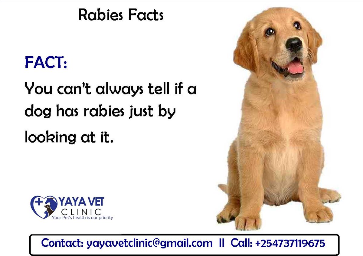 You can't tell just by looking! #RabiesFact #Rabies