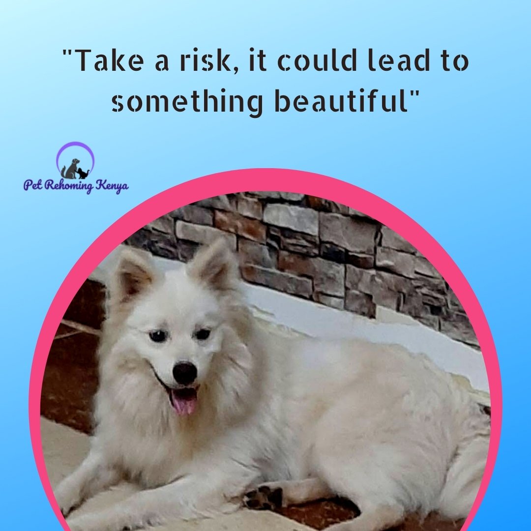 prkpets's tweet photo. "Take a risk, it could lead to something beautiful."
#PetsinKenya #Prkpets https://t.co/5e2qUYqGhN