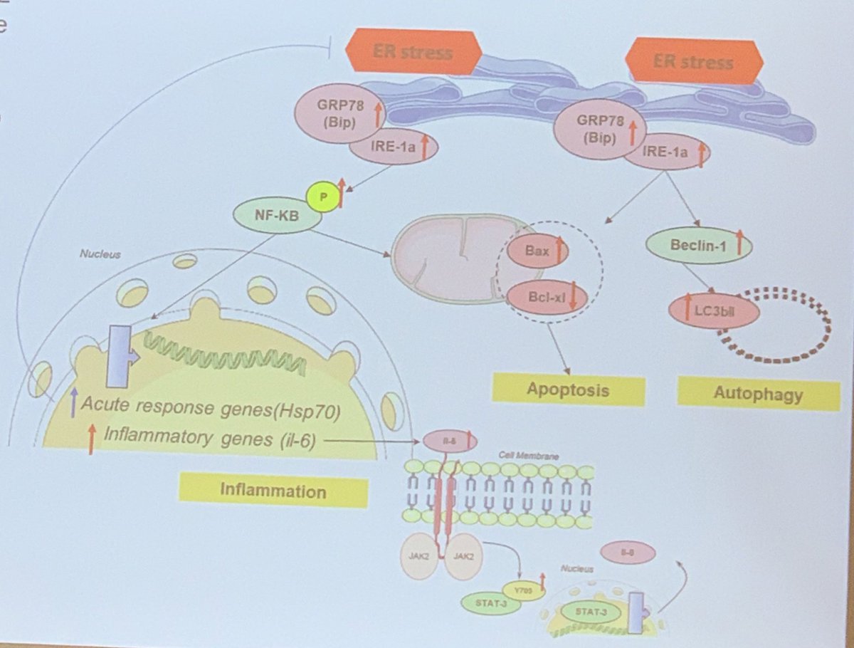 Amyloid_Planet's tweet photo. Great talk on cardiotoxicity of AL #amyloidosis light chains by Panagiota Efstathia Nikolaou. Easy to imagine opportunites to help pts if we could completely unravel this. #ISA_2022 https://t.co/I3FKz2k7QC