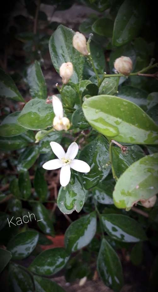 CH_35_07's tweet photo. So fresh💦
#Daylightshot 📷
#Flowers
#NaturePhotography 📸 https://t.co/jtbPEdcNew
