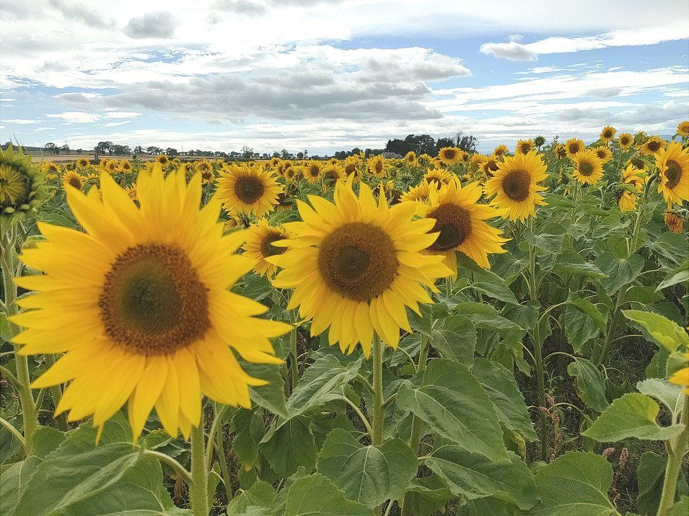 PictureThis Scotland on Twitter "Sunflower maze at Gloagburn Farm