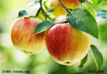 LAVESnds's tweet image. Schon mal was von #Patulin gehört? Das ist ein Schimmelpilzgift, das häufig in Äpfeln 🍏🍎 vorkommt. Warum es wichtig ist, das zu wissen? Mehr dazu in diesem Thread … ⬇️ (1/4)