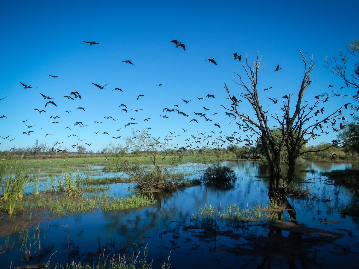 NSWDCCEEW_Water's tweet photo. Controls around #floodplainharvesting in the #BorderRivers and #Gwydir valleys will return #water to floodplains, rivers and creeks and benefit water birds, native fish and vegetation in both valleys.
Read more about the new licensing framework: https://t.co/ok1nvIxPJ8 https://t.co/edhRIKiPYz