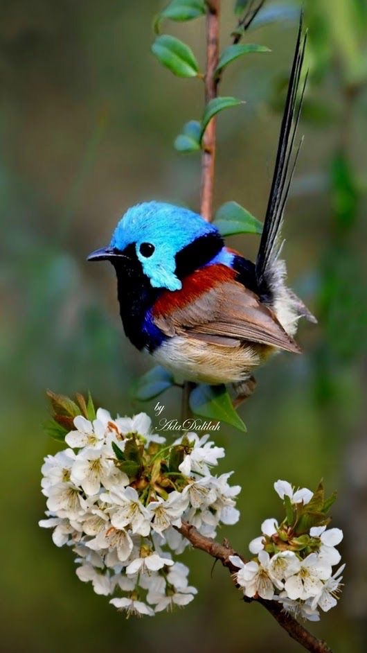 mrgallant2's tweet photo. https://t.co/GKVX6sgvB3… #redbubbleartists #butterfly #longwing #mexicanlongwing #nature #digitalart #insect #flower #kaybrewer #brewer #heliconius #colorful #heliconiid #lepidoptera #heliconian #wingspan https://t.co/2hhWT7b8TT