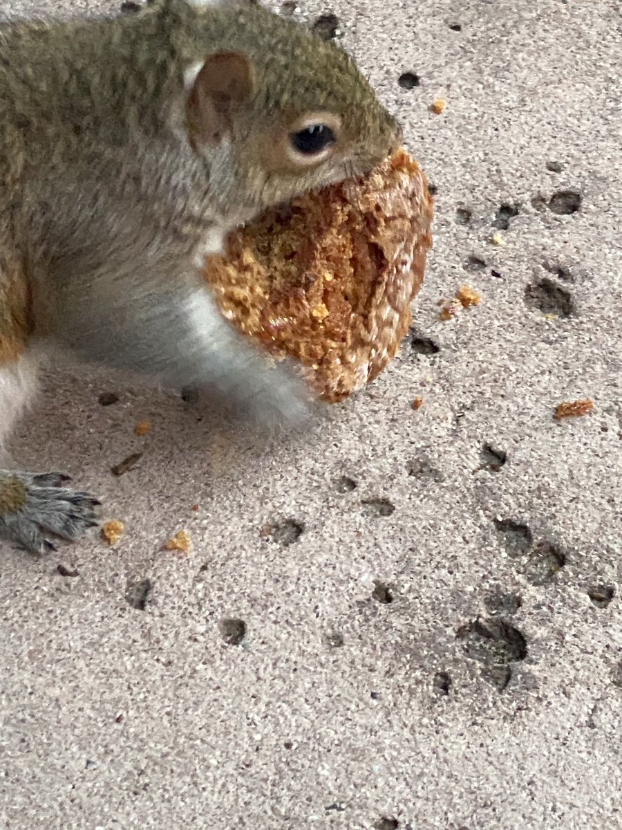 CheetoPatrol's tweet photo. @WDWNT I have met this squirrel. It stole my cupcake at Wilderness Lodge back in January. https://t.co/5TFAbOgvqi