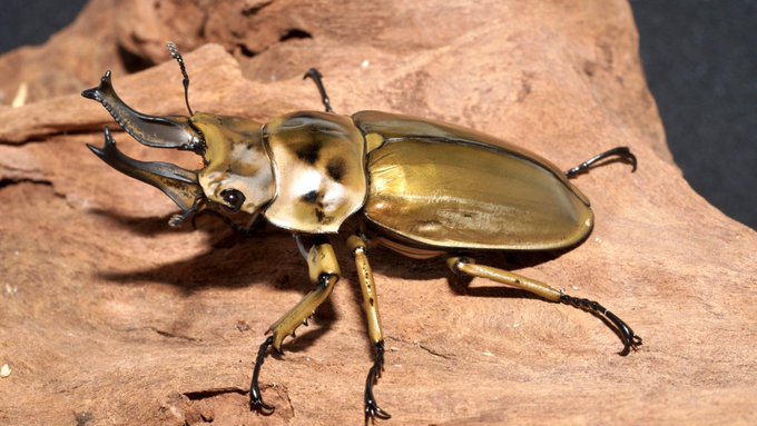 子供の頃に図鑑でしか見た事なかったクワガタを大人買いしました。
ローゼンベルグオウゴンオニクワガタ
見た目も名前もカッコいい!
レイシ材を購入できたので上手く繁殖させたい…!
( ^ω^ )b 