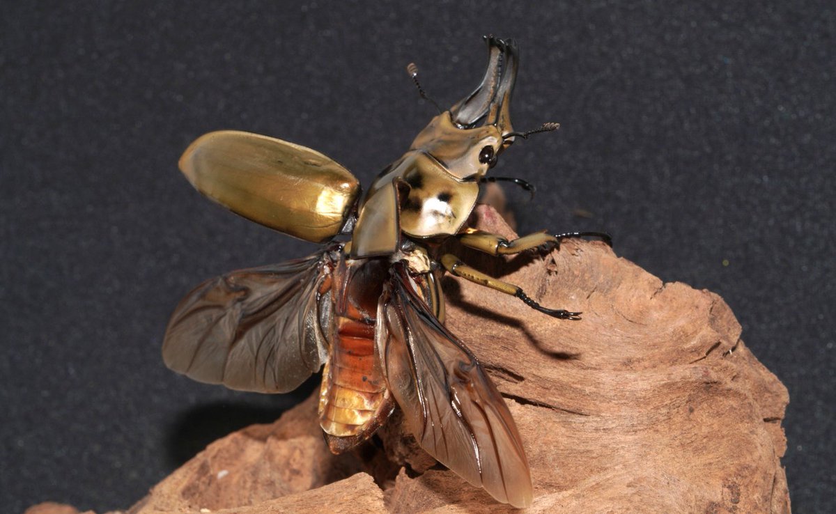 子供の頃に図鑑でしか見た事なかったクワガタを大人買いしました。
ローゼンベルグオウゴンオニクワガタ
見た目も名前もカッコいい!
レイシ材を購入できたので上手く繁殖させたい…!
( ^ω^ )b 