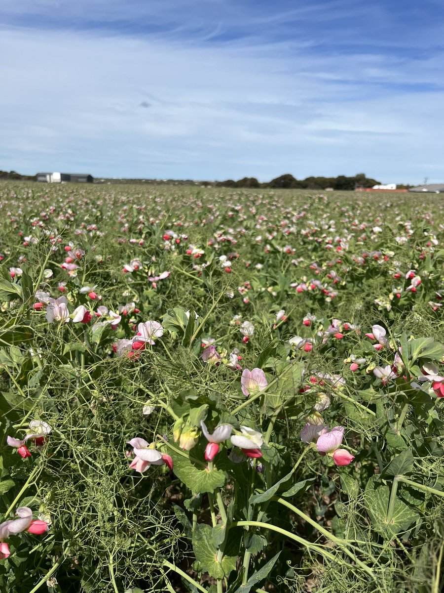 Stephen Paddick tweet media