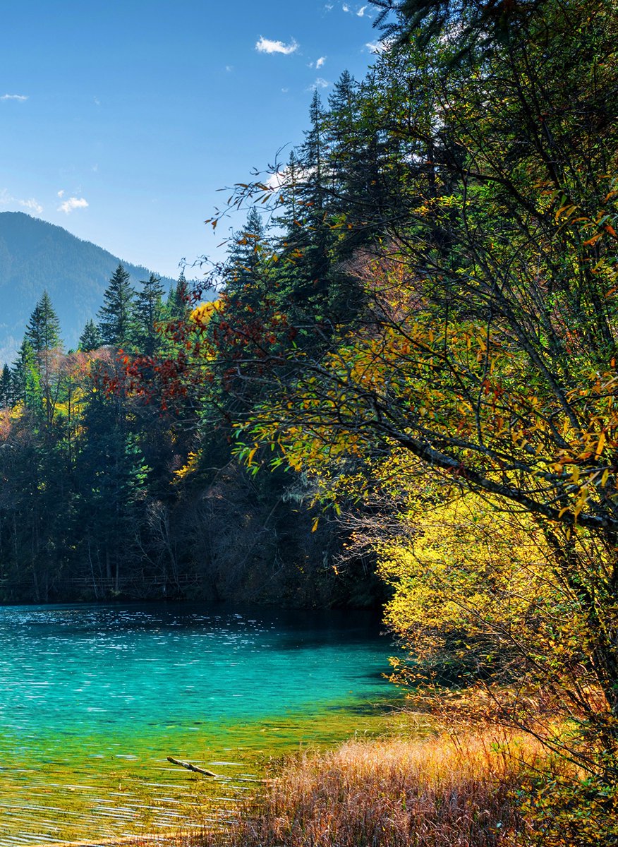 Arrow Bamboo Lake at Jiuzhaigou Valley in fall, China (2.0)