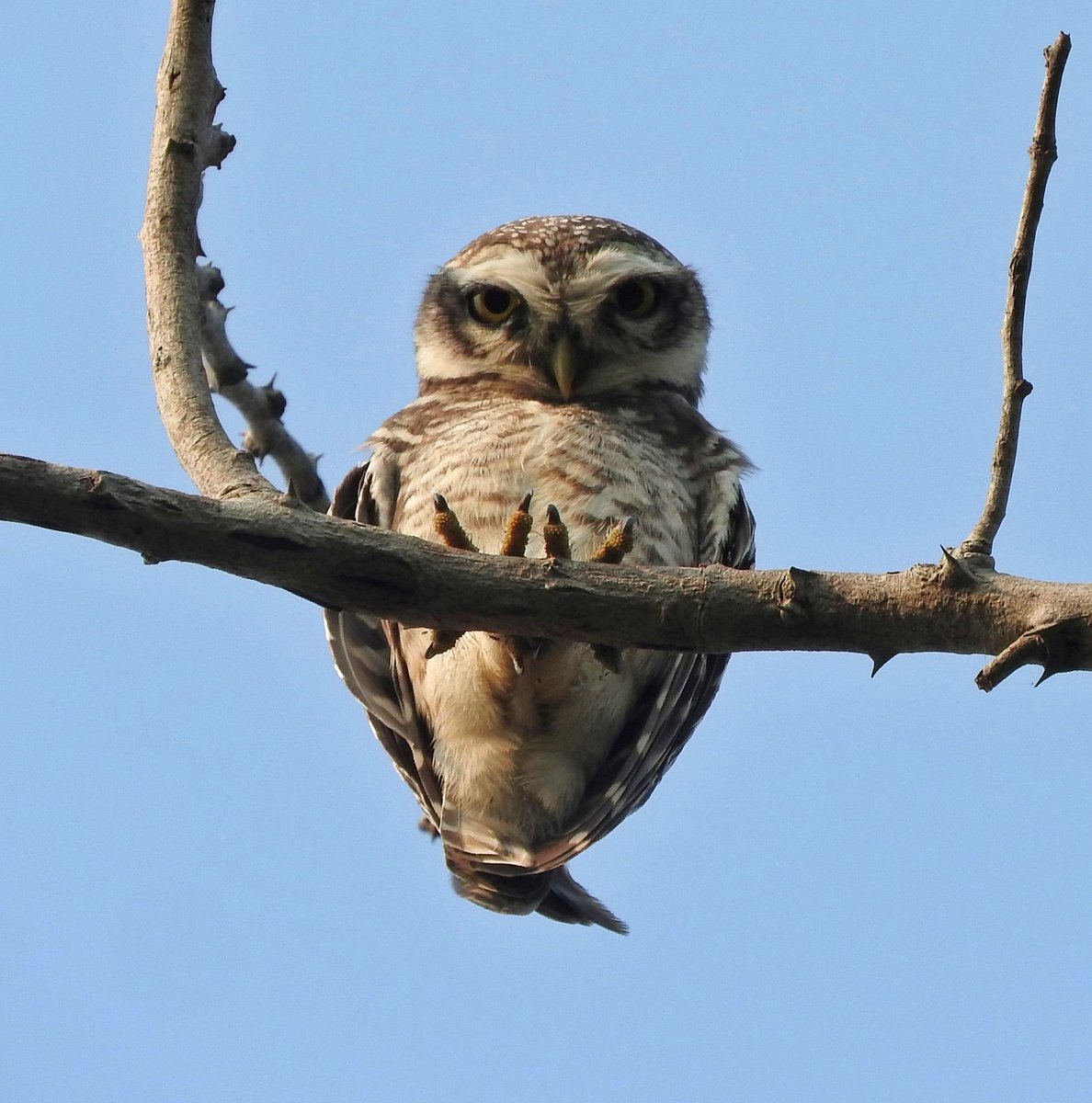 This week, I'll post one owl a day. I know it won't improve your life or mine even a bit. Well, that's not why I use Twitter anyway. But if you're here, like me, to take a breather from the rat race and share your love for #birds, here's a spotted owlet for you.

#Chennai #owls