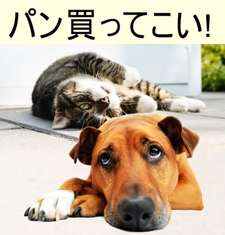 面白合成画像集 にゃん猫ちゃんニャー Tz5gug7wcr2le27 Twitter 面白合成画像集 にゃん猫ちゃんニャー Tz5gug7wcr2le27 Twitter