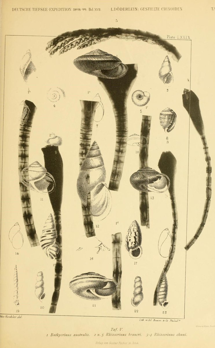 PDCutup's tweet photo. Wissenschaftliche Ergebnisse der Deut..
https://t.co/ngNVJod28Y
The terrestrial air-breathing mollusk..
https://t.co/poJhvgXm6n https://t.co/zv8D6EIBm5