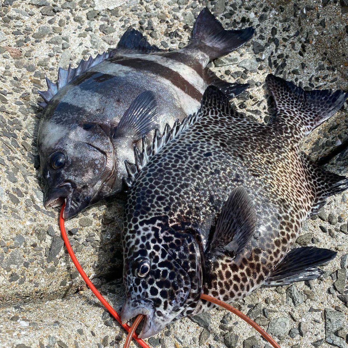 ryusuke0814's tweet photo. 熟成させて刺身間違いなし🤤 https://t.co/kmK957H6DR