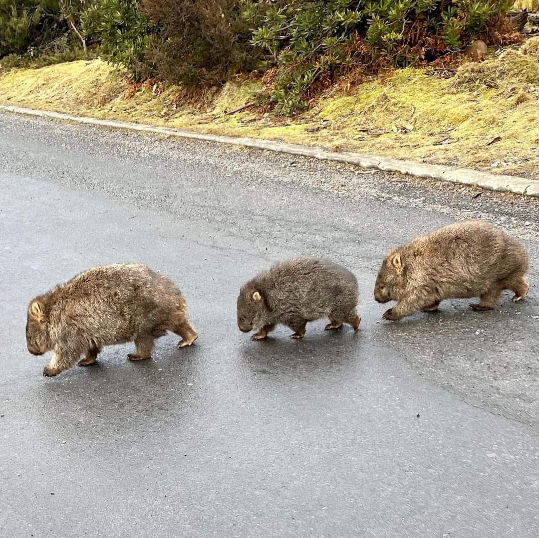 ‘Digger, Cuddly and Royal’ the Cradle Mountain wombats doing their version of The Beatles Abbey Road crossing. 🐻 pic: instagram.com/brecker58. 🥰