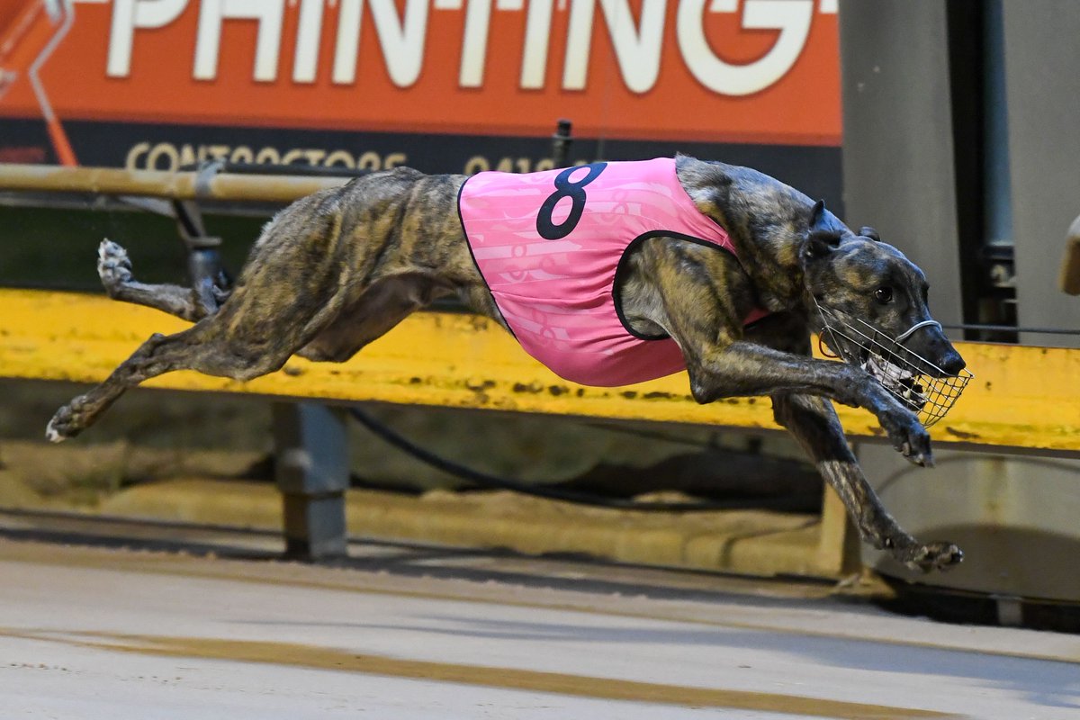 Facts matter when it comes to greyhound racing. Read an opinion piece from the Chair of Hobart Greyhound Racing Club which was in the Hobart Mercury.

Read more: greyhoundfacts.com.au/facts-matter-w…

#greyhoundracingaustralia #GreyhoundFacts #GreyhoundRacing