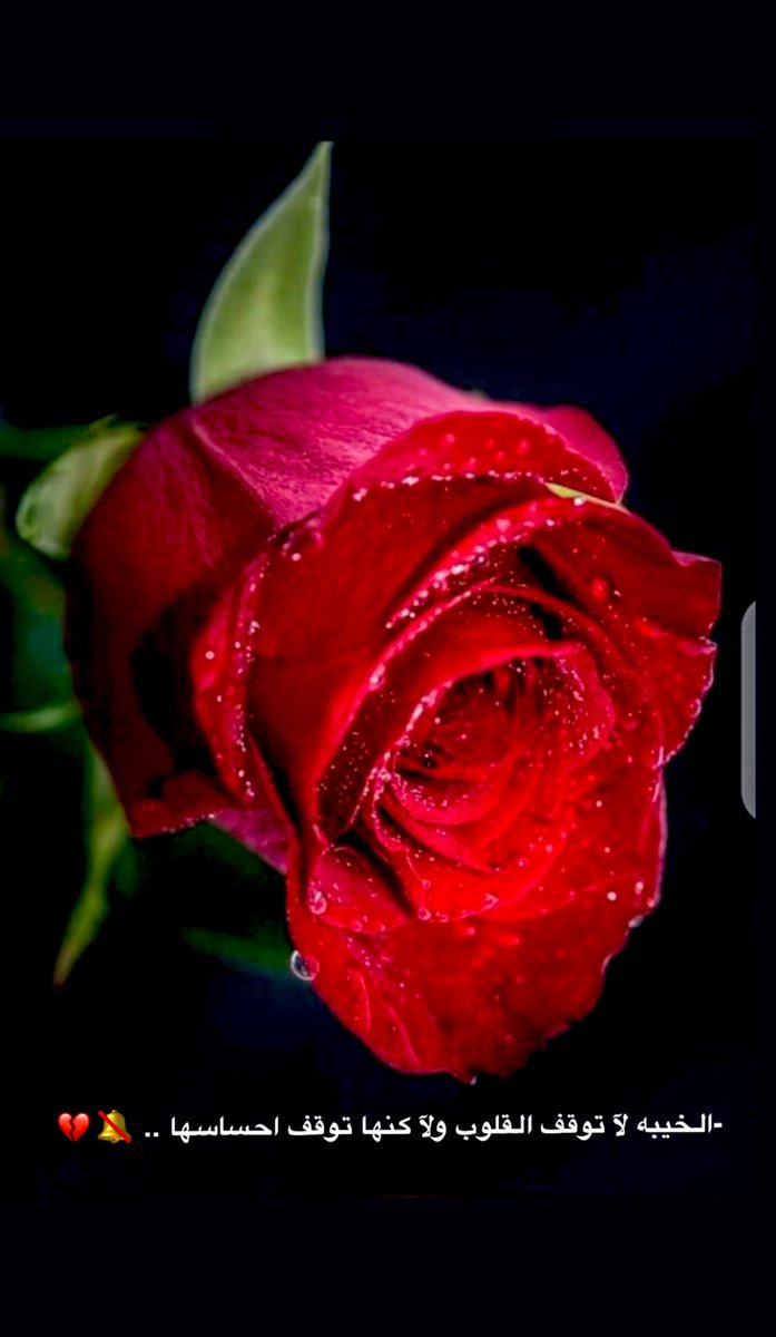 ‏غااليه ﮼🕊 tweet media