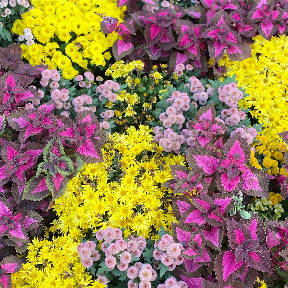 izzahazmee's tweet photo. — in love with flowers 🤍 https://t.co/t0Jan8W5UC
