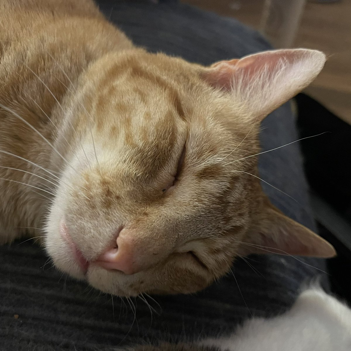 SardonicallyOwl's tweet photo. Recent photos of the kitties that I think deserve a share https://t.co/c4D7uKxK0M