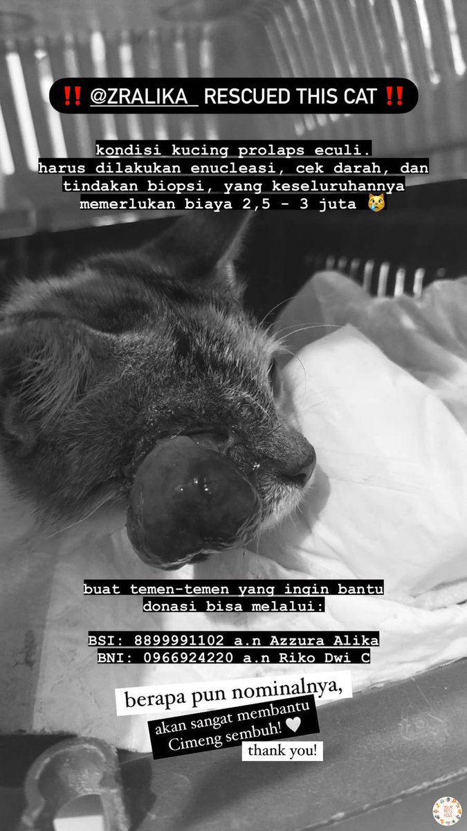 kochengfess's tweet photo. 🐎
selamat siang semua, opdon rescue kucing kondisi prolaps eculi dari temenku yaa. Cimeng butuh tindakan operasi angkat mata nih 😖 temen2 boleh banget ikut donasi atau share posternya kalau berkenan yaa. terima kasii semua, sehat selalu 🤗 https://t.co/OPEl7qsYfQ