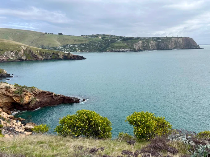 Looking towards Taylor’s Mistake from 20 minutes along the Godley Head loop track. There are two blooming broom bushes in the foreground, bright yellow and green. There are two points sticking out into the sea like dragons drinking. One is red rock, the other black. The distance back to Taylor’s Mistake makes the housing monstrosities on the hill a little less monstrous. The sky is grey but sea becomes a deep green closer to the viewer.