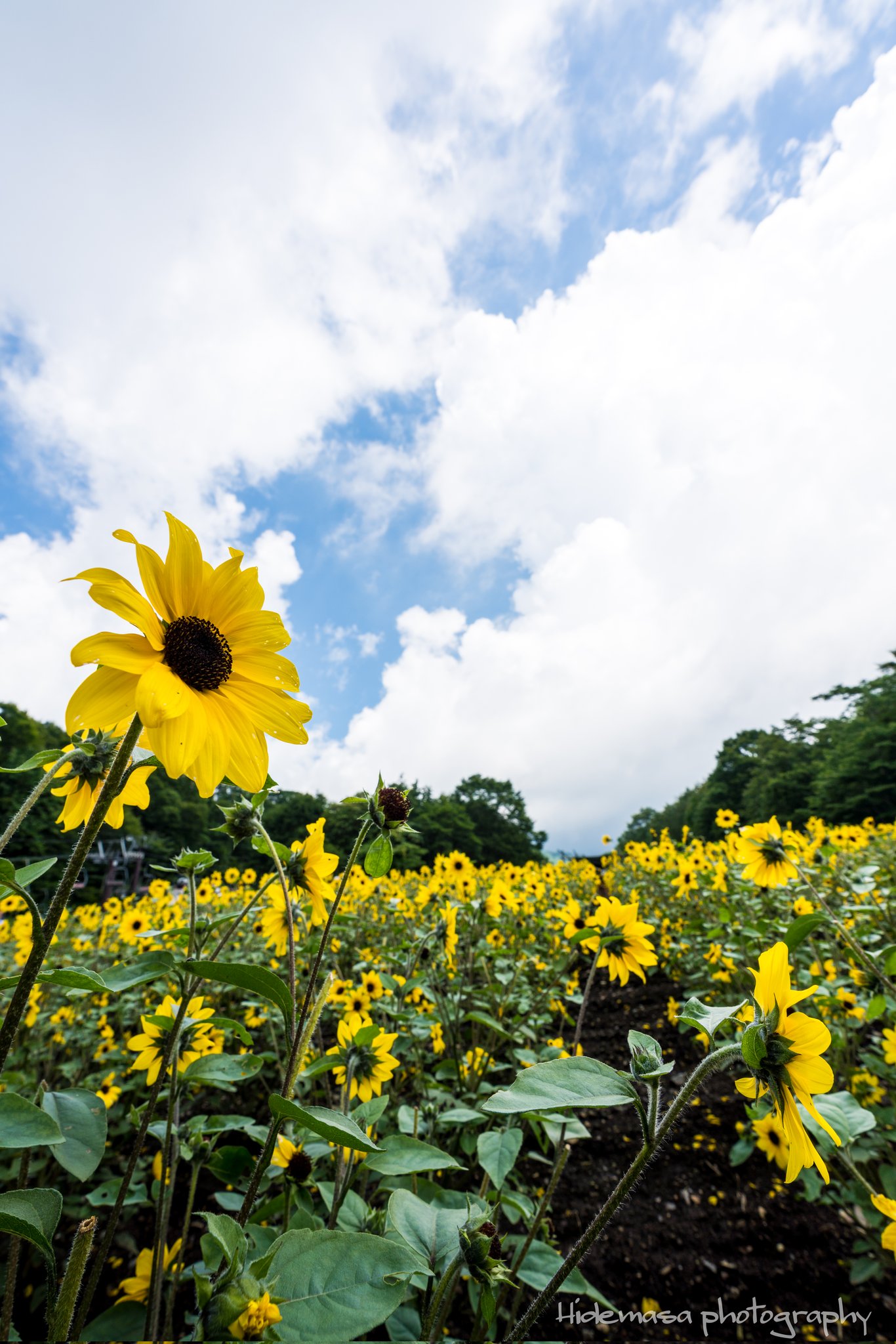 ひでまさ Hidemasa Hi Designfocus Twitter