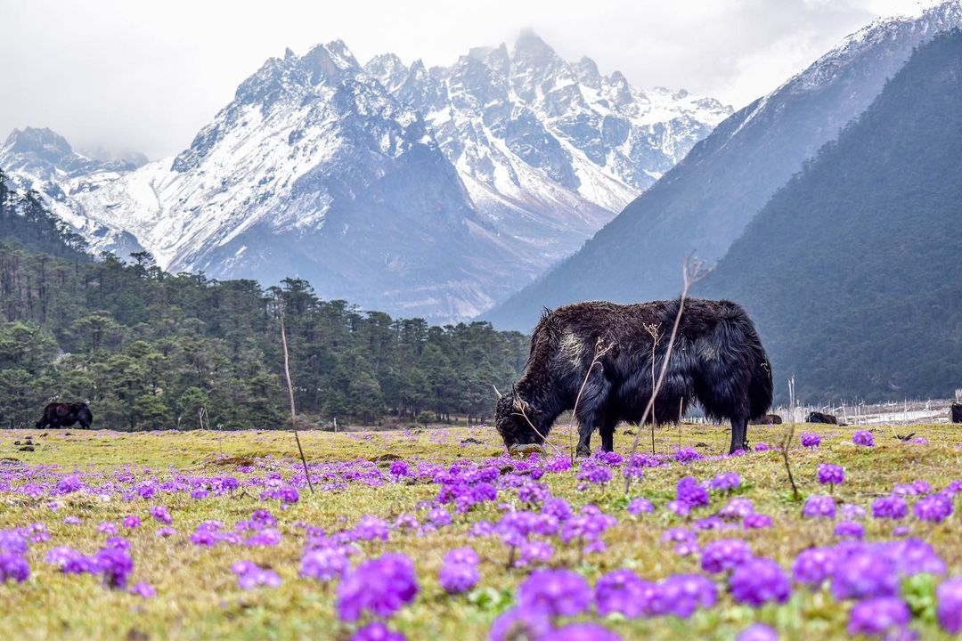 sikkimdiaries's tweet photo. Yumthang, a flower valley at North Sikkim 😍💓
#sikkim #darjeeling #northeastindia #incredibleindia #sikkimdiaries #pellinghomestay #iampurandahal #sikkimadventure #northsikkim #gangtok #pelling #ravangla #namchi #lachen #kurseong https://t.co/6rJToHJSef