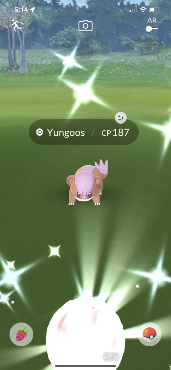 PkmnGoNeo's tweet photo. Caught this at my house today. Don’t get me wrong, I’m grateful to get a shiny today without leaving my house. But it’s my 3rd shiny Yungoos 🥴. Oh well, #AllShinysMatter #Pokemon #PokemonGO #PoGO #Shiny #ShinyPokemon #ShinyCheck #Yungoos #ポケモン　#ポケモンGO #PokemonGoApp https://t.co/4nPFVgofZM