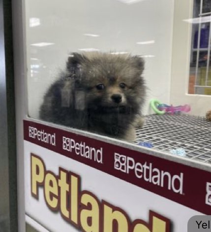 mothclot's tweet photo. Thank you petland yelper for him https://t.co/sMz3eEQnBY