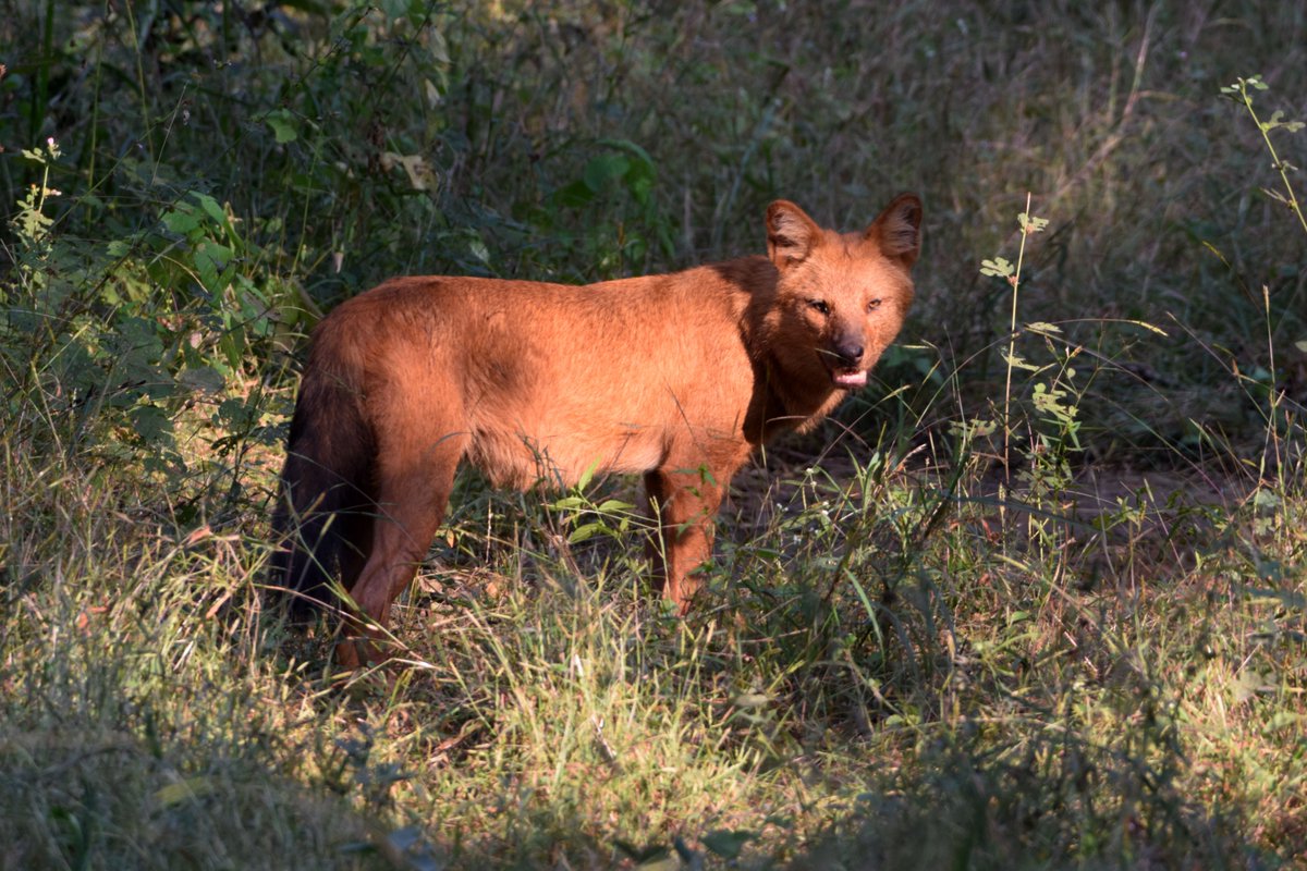 Dhole (Wild Dog) in Nagzira Wildlife Sanctuary.