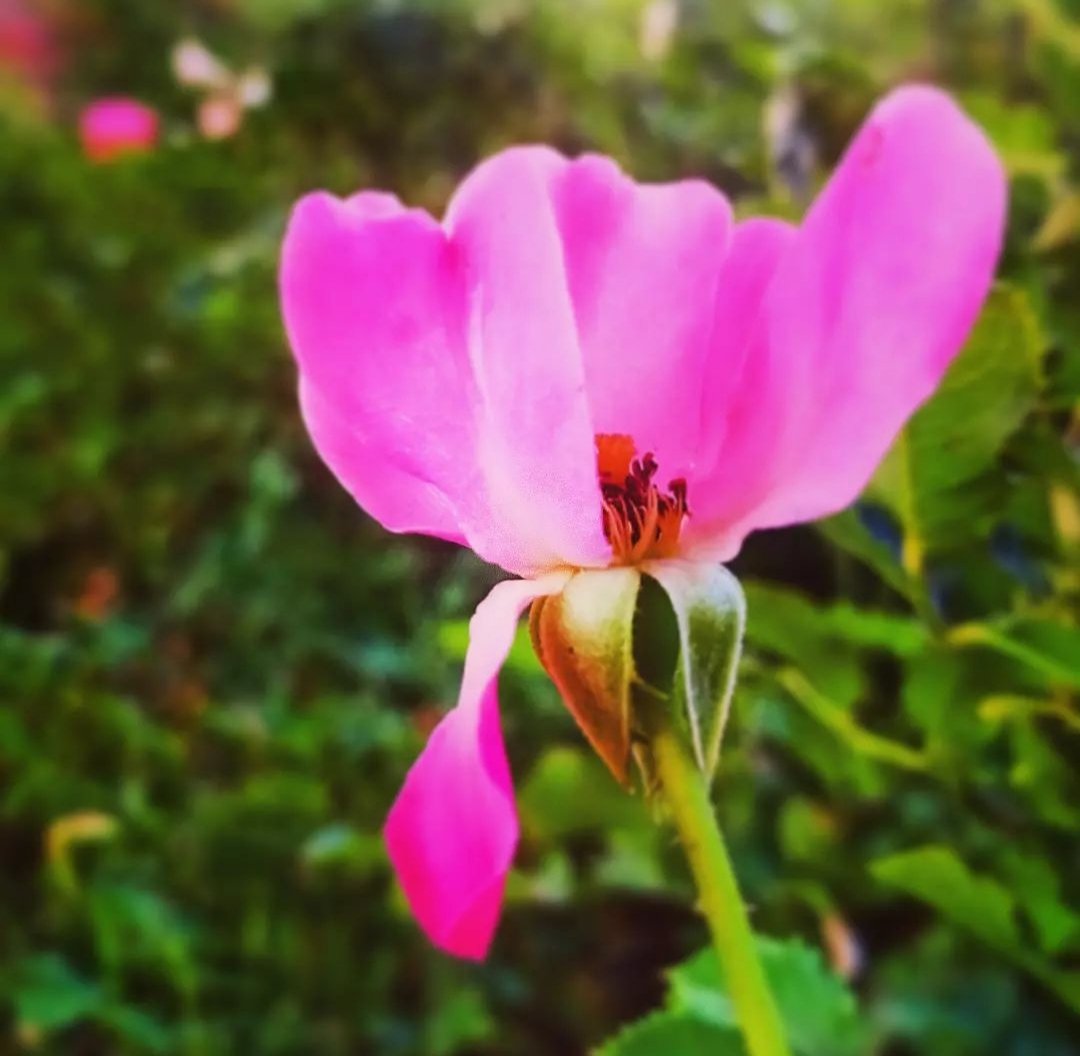 Gün olur en güzel gülde yaprak döker yenik düşer zamana...ama ardından en güzel tohumlar bırakarak