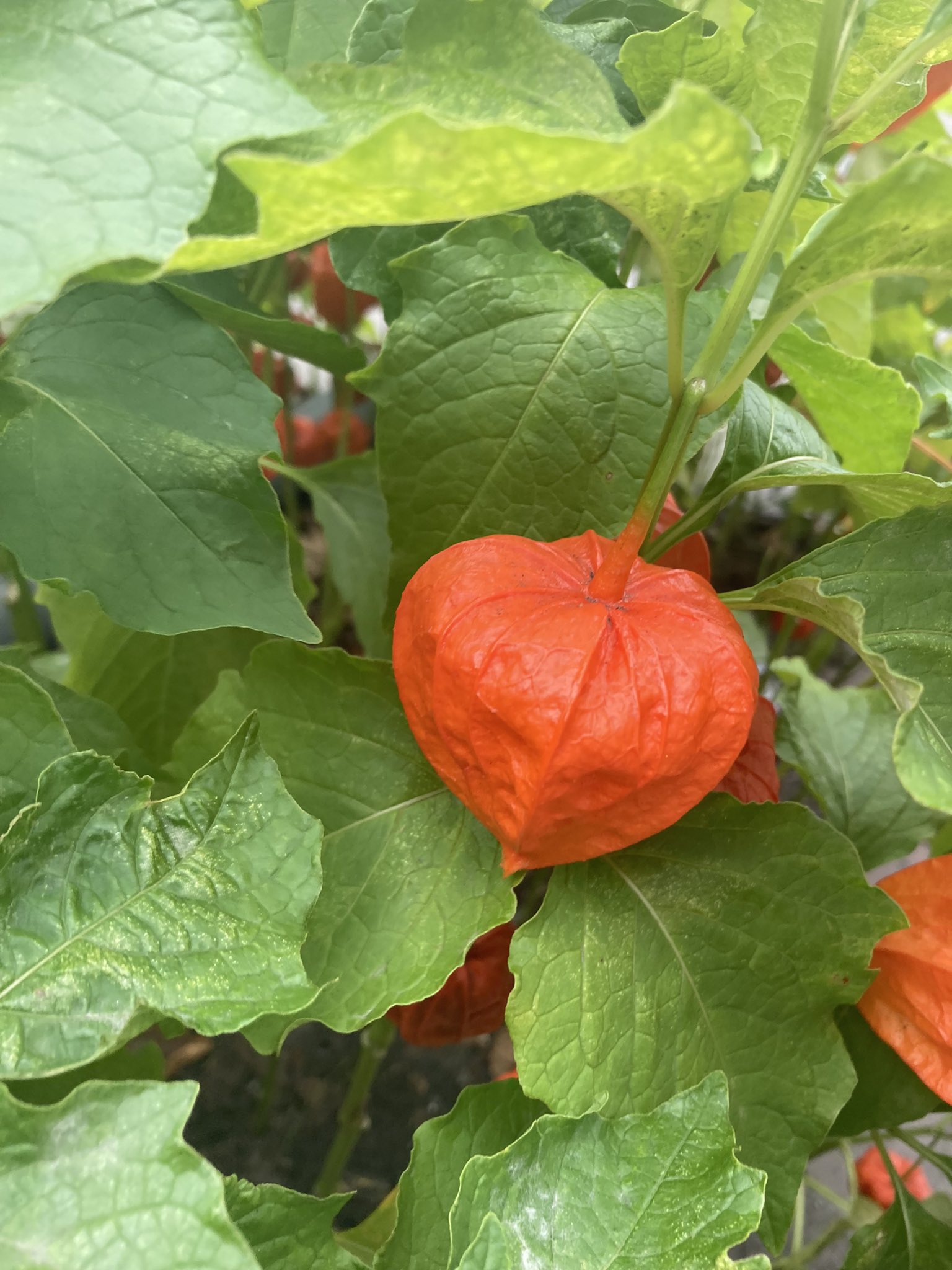 秋だねえ Twitter Search Twitter