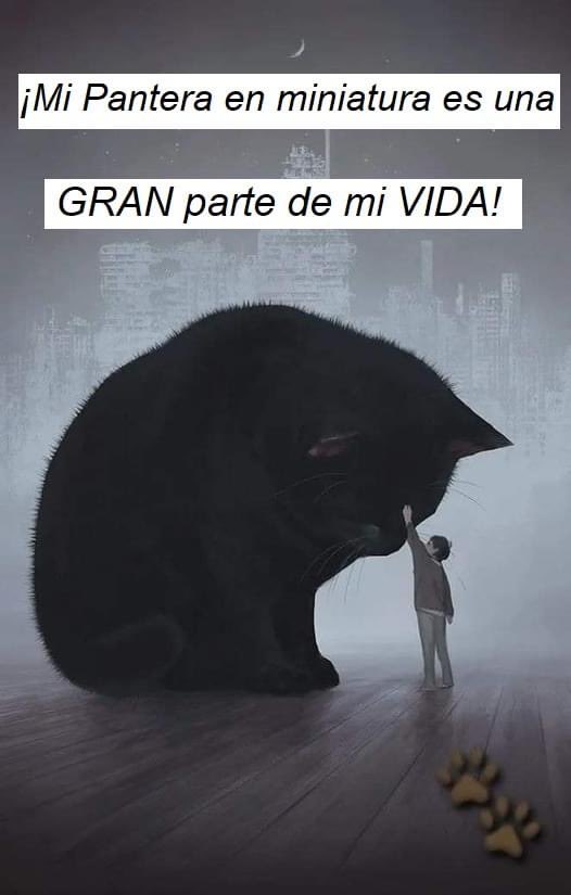 El_gatitoGordo's tweet photo. Ya mañana me dan los resultados de #lamofles ojalá no sea nada grave 🙏🏻 https://t.co/YiJtOFslwP