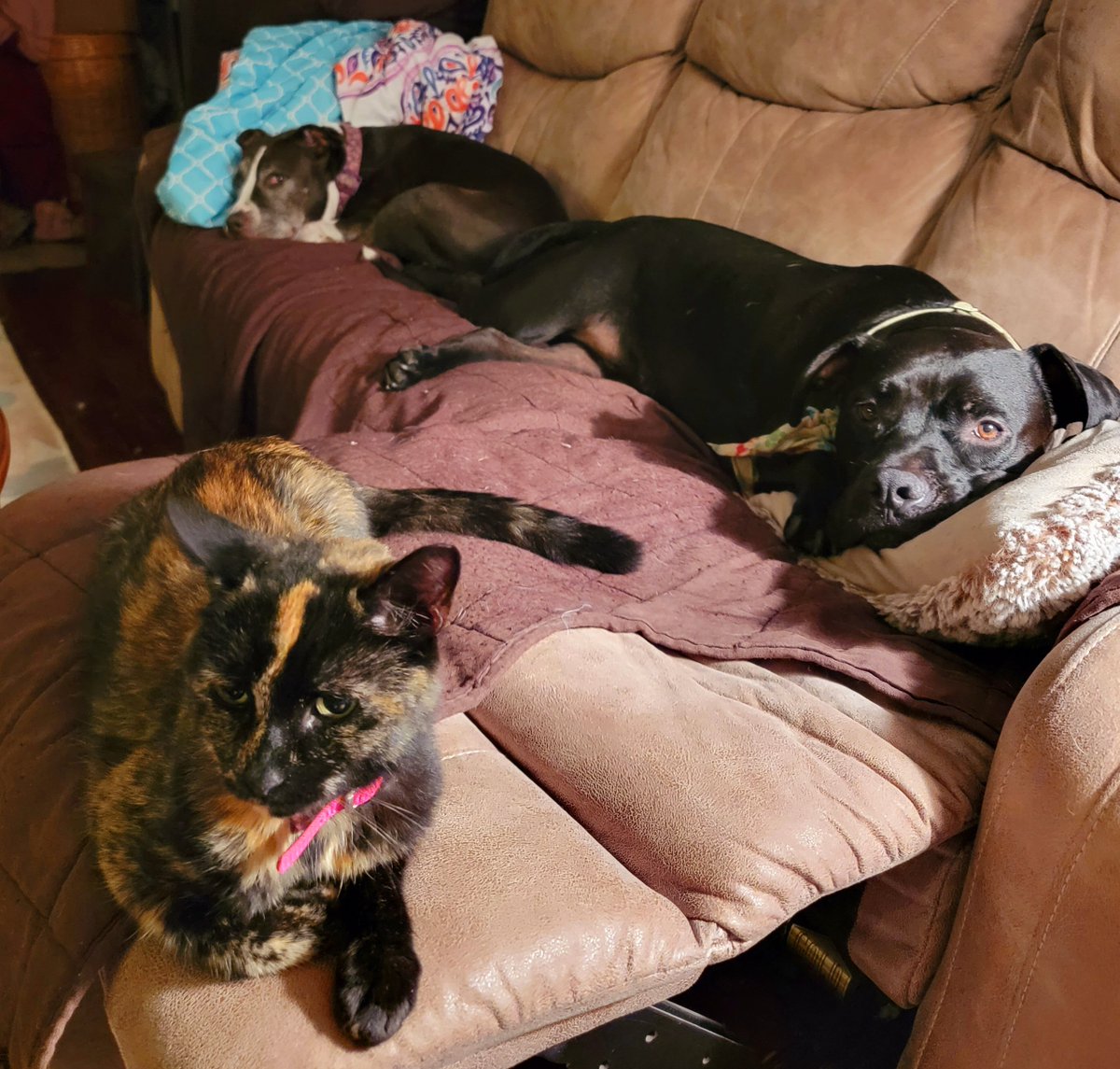 MorganaOfOld's tweet photo. Sunday night #dogsandcats #dogsofinstagram #DogsOnTwitter #CatsOfTwitter #calicolife https://t.co/707cF9pWSN