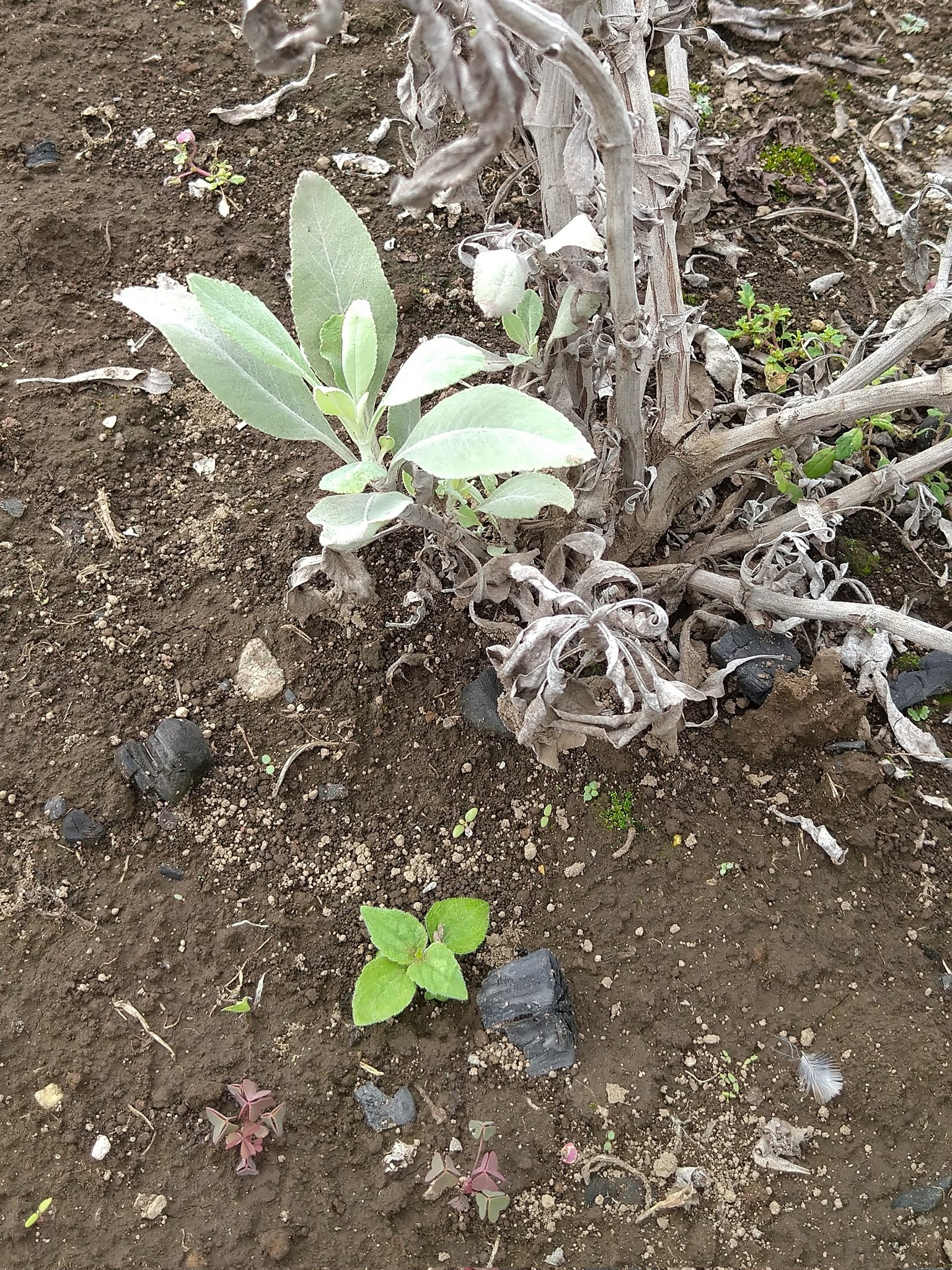 ホワイトセージ栽培中 Herb White Sage Twitter