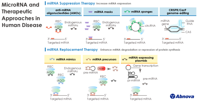 Abnova1's tweet photo. 【MicroRNA and Therapeutic Approaches in Human Disease】
 💠Highlights
1. What is MicroRNA?
2. MicroRNA Biogenesis
3. Therapeutic Approaches Involving MicroRNA
4. Delivery Platforms for miRNA Therapeutics
 💠Read the full article now
➠https://t.co/MFxsNEhYBQ
#microRNA #CRISPR https://t.co/09Ft68nuBg