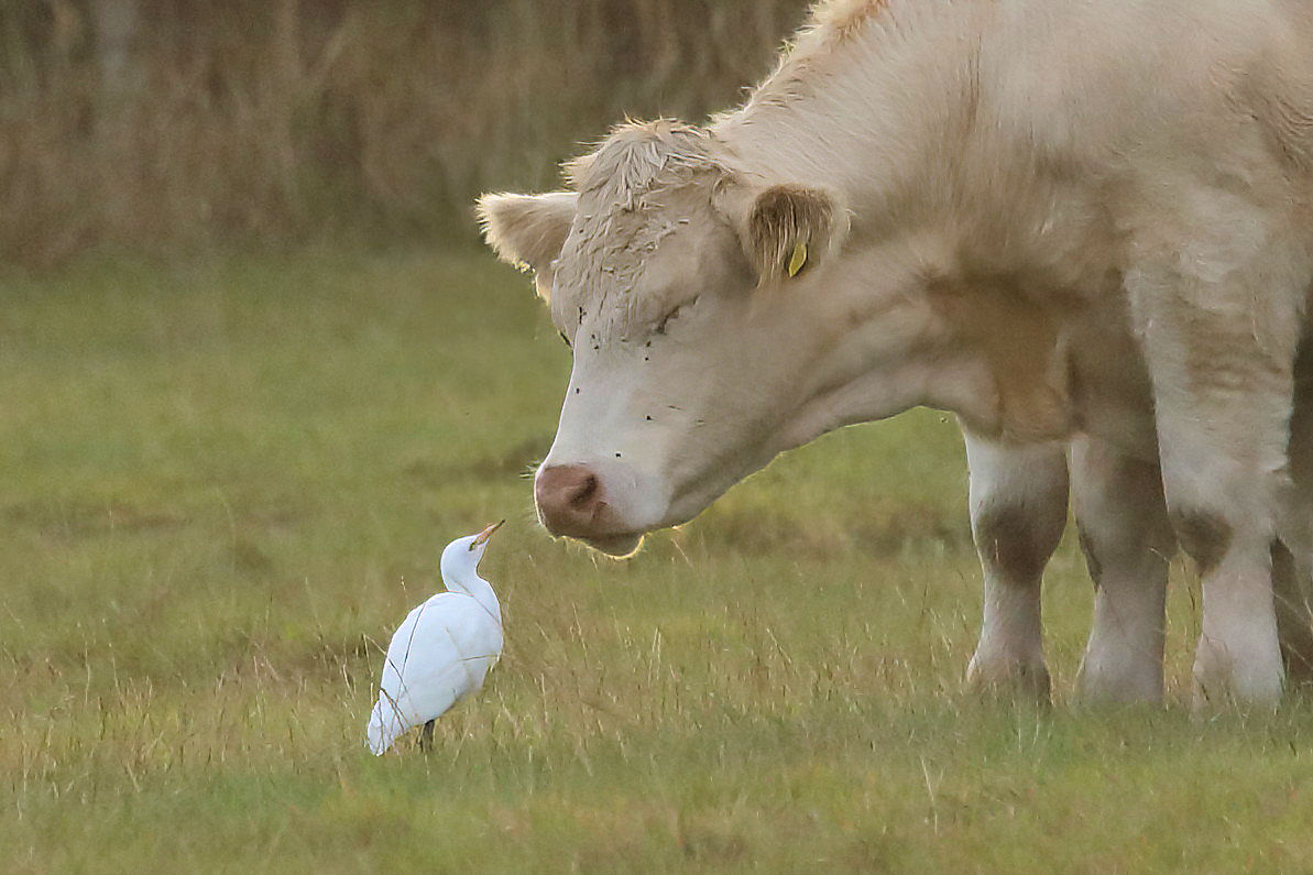 ironfists67's tweet photo. Cattle Egret (Bubulcus Ibis)  just having a quiet word with this cow. Bubulcus means herdsman, and here it is doing what it's being paid for. https://t.co/ZPbsCAq3GX