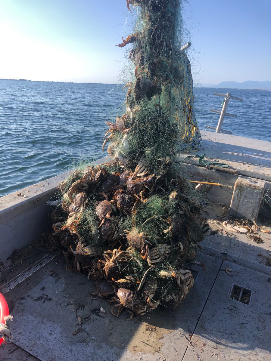 nrc_joan's tweet photo. Newly lost net retrieved last week from Point Roberts after timely reporting. Fishing gear loss reporting and retrieval are necessary components of well managed fisheries. @NWStraits @GGGInitiative https://t.co/E1eo7EsAJO