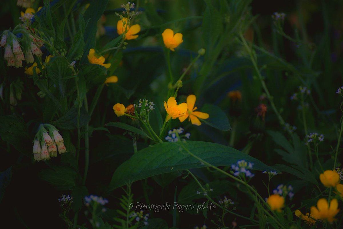 #nessunoPuò 
Capire il giorno,nei suoi risvolti improvvisi,
ma,
si cerca,
di starci bene,
come un fiore felice in un prato.
BUON LUNEDI' A TUTTI.