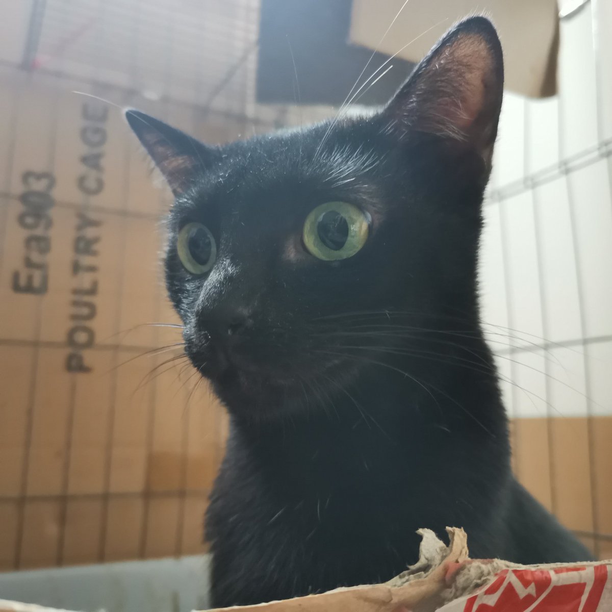 Have been AFK on Twitter lately.
These are photos that can represent these few months, I did my resin casting. Prep merchandise for an upcoming event (booth). Doing commission work. Also battling personal problems (My hand is shaking)

I also think about the (my) NFT (MIA)