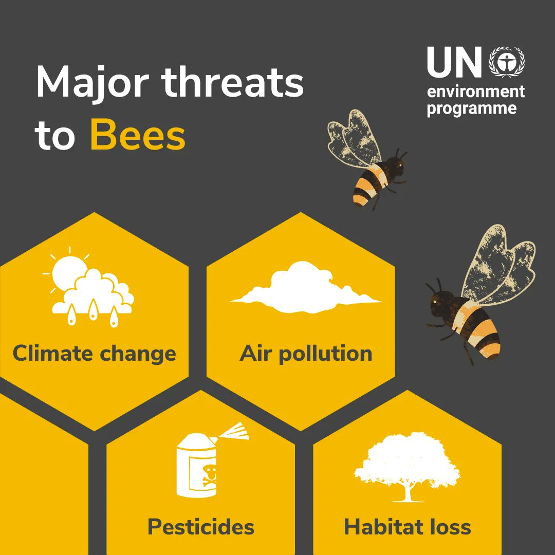 Bees are tiny but play a big role in #FoodSystems by providing high-quality food like honey. However, they are under threat.

Read why these tiny heroes are important to us and how we can protect them ⤵️
bit.ly/3B9MSRy

#ForNature