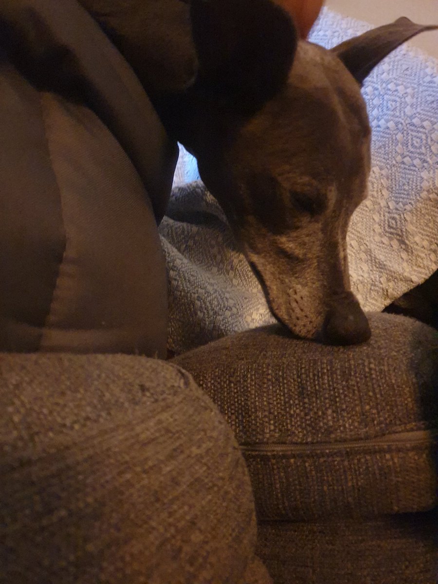 Wispawhippet's tweet image. Mixed emotions, happy family back but missing Gran and Fudge and just can&apos;t quite settle. Mum, tells me with lots of love, hugs and tip bits I&apos;ll be feeling settled in no time at all.